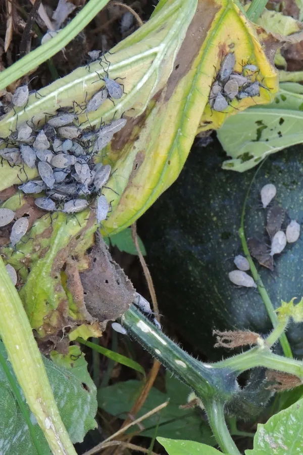 A bag infestation of squash bugs on a plant causing damage. It is just one more reason to clear out your garden each fall