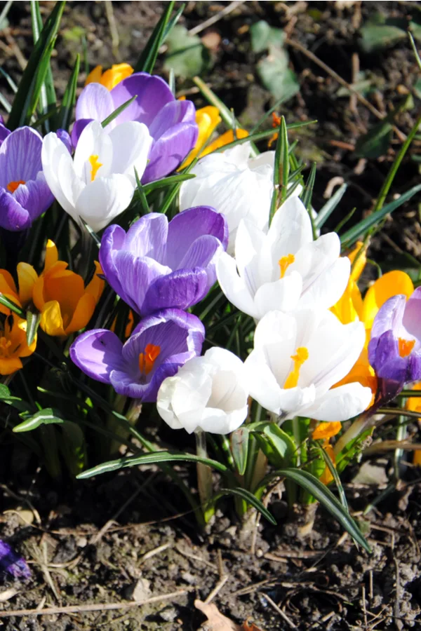 Early Spring or late winter: Crocus in the snow - Explore