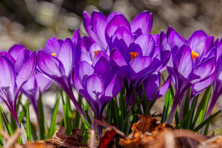 How To Grow Crocus - One Of The First Blooming Flowers Of Early Spring!