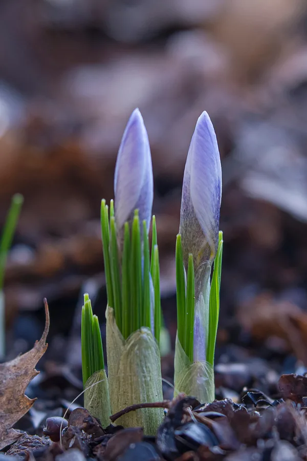 when you know how to grow crocus flowers, they will greet you in early spring with beautiful blooms and colors!