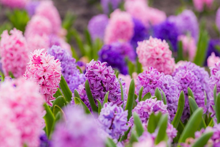 How To Grow Hyacinth Bulbs For Colorful, Spiky Fragrant Spring Blooms