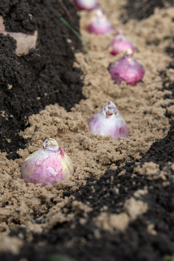 planting hyacinth bulbs with the pointy end up in a row