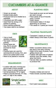 Growing Cucumbers - How To Get Your Best Cucumber Harvest Ever!