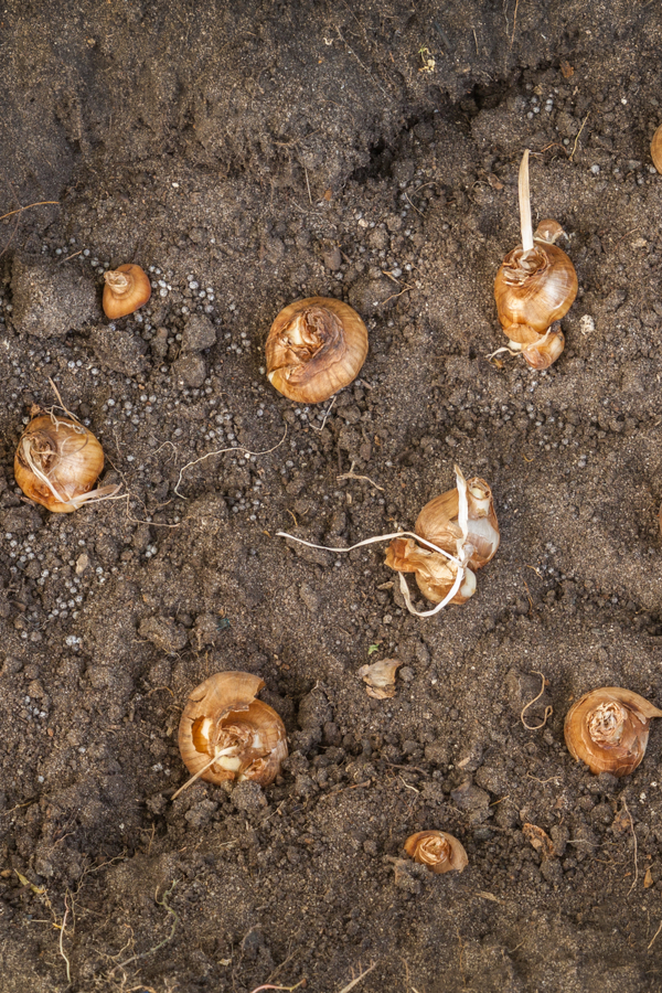 Space daffodil bulbs apart by several inches so they have plenty of area to grow.