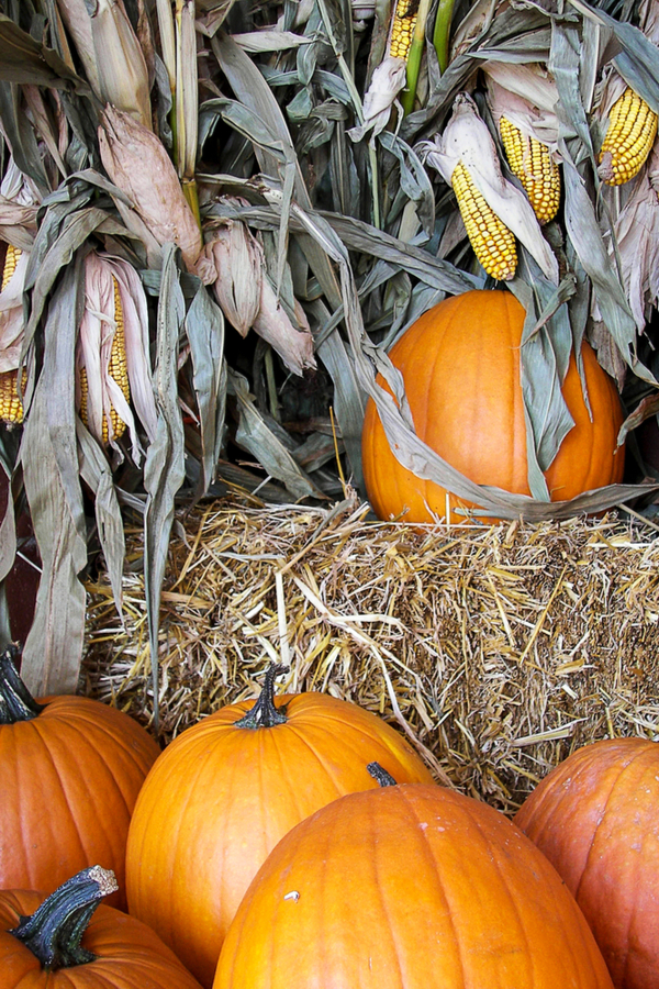 Create amazing compost from fall decorations like pumpkins, straw bales and corn stalks. 