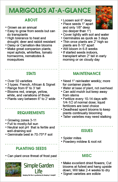 Learn how to grow marigolds by using this simple guide!