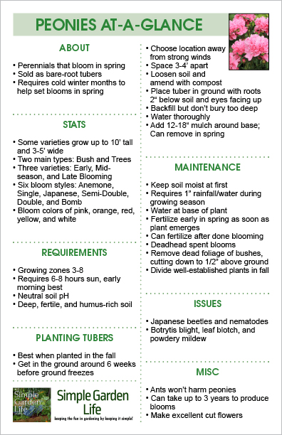 Learn how to grow peonies with this simple guide!