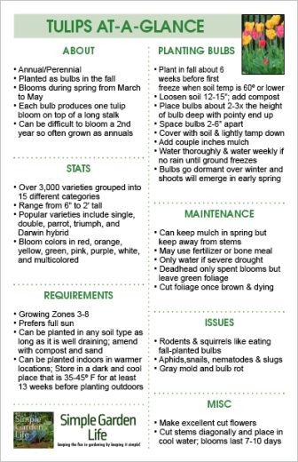 How To Grow Tulips - Plant In The Fall For Stunning Spring Color!