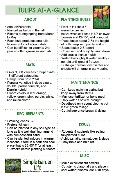 Learn how to grow tulips with this easy to follow guide! 