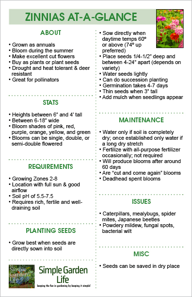 Learn how to grow Zinnias with this simple guide