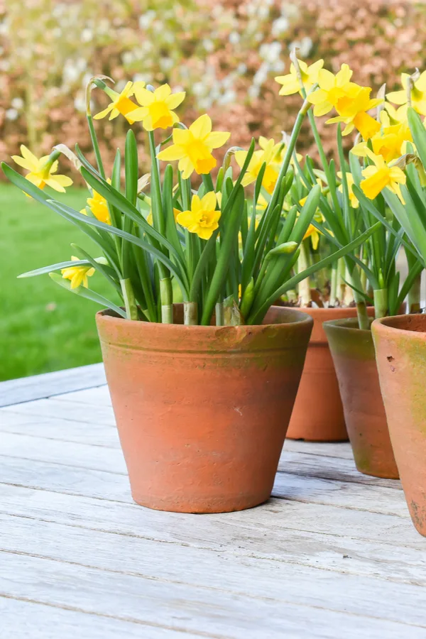Potted daffodils are a great way to brighten up any space. 