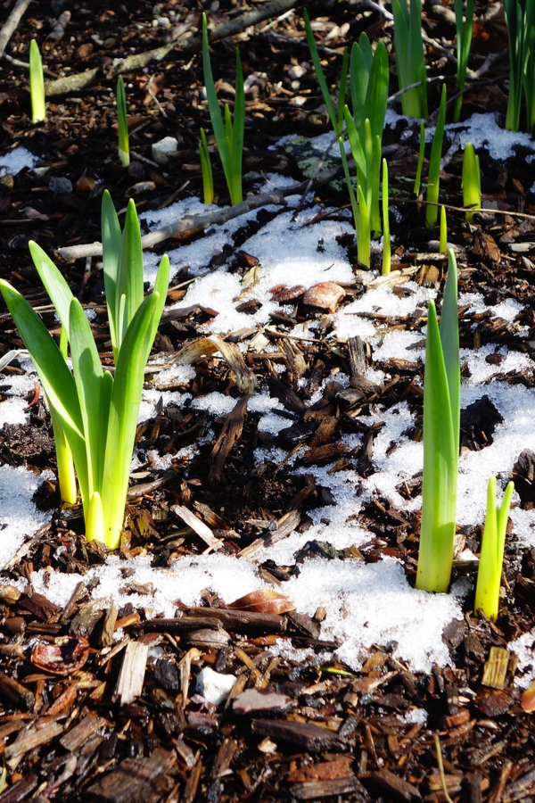 How To Grow Daffodils Plant This Fall For Big Blooming Spring Flowers   Daffodil Shoots 