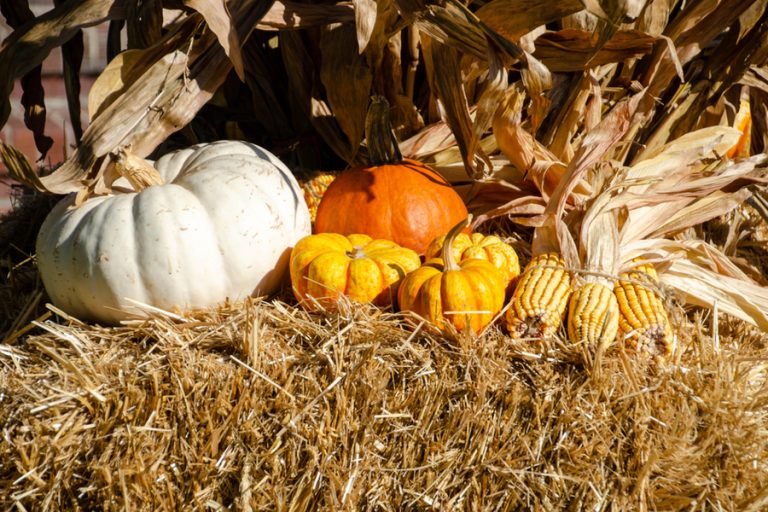 How To Make Amazing Compost From Fall Decorations!