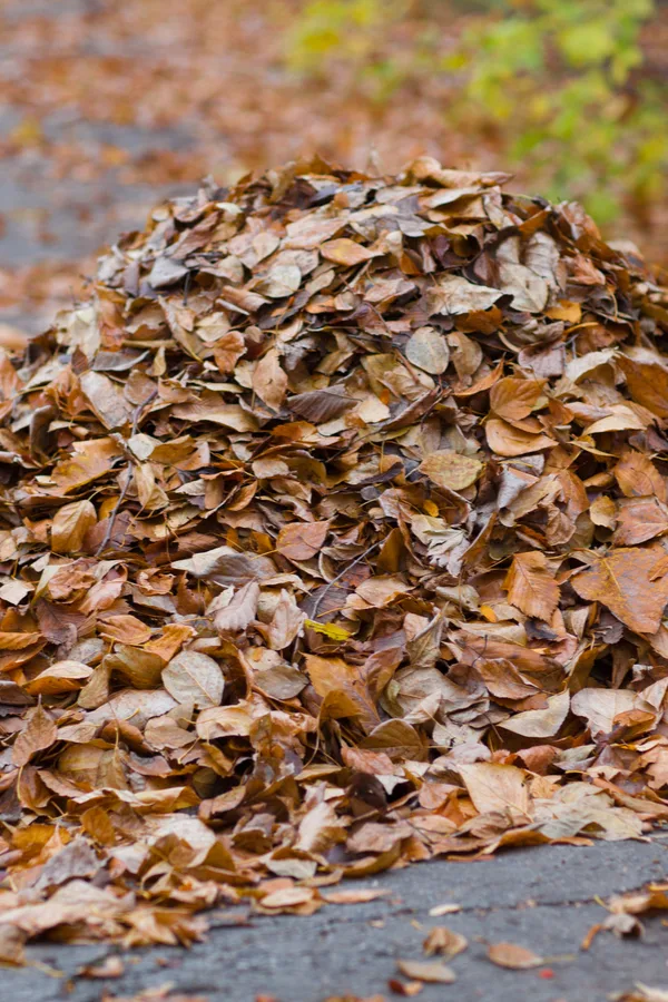 Leaves, even though maybe not fall decorations, are perfect for adding to a compost pile