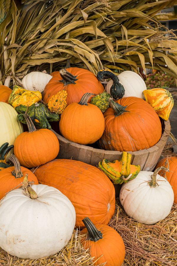 Fall decorations like corn stalks, pumpkins, and straw bales make amazing compost