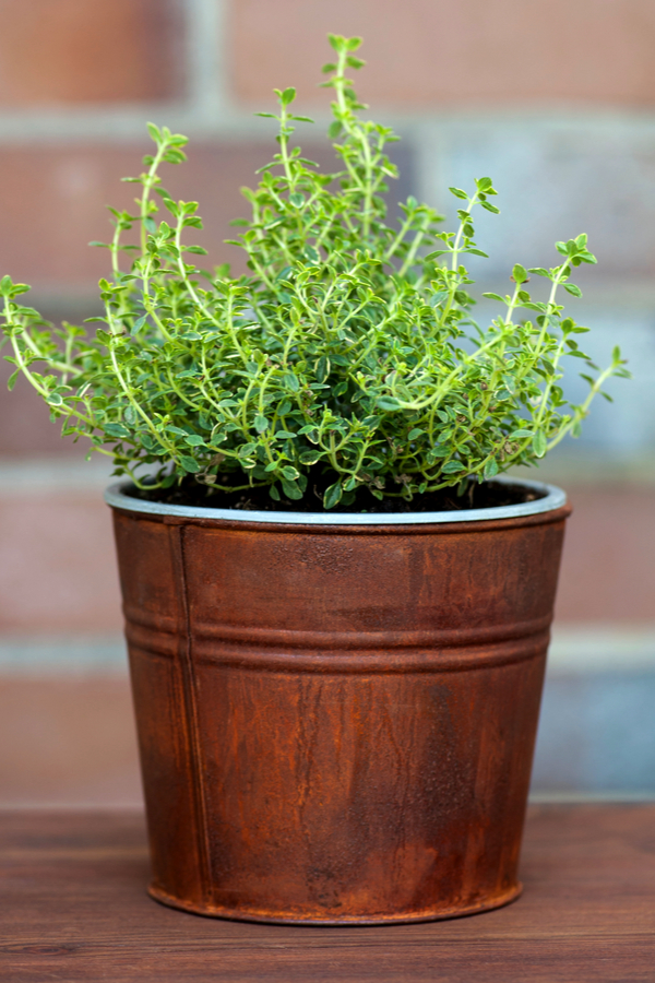 A rustic looking pot containing thyme. 