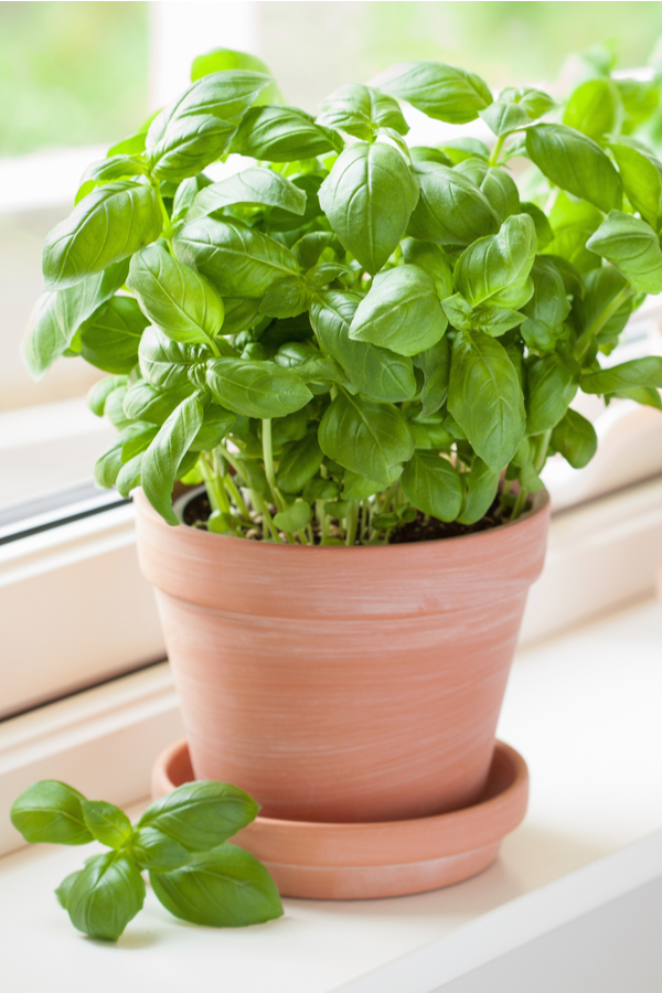 Basil is one of the great herbs to grow indoors. Terracotta pots work great for indoors herbs. 