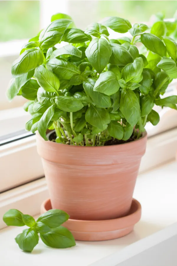 How To Grow Herbs Indoors 8 Amazing Herbs For Year Round Flavor