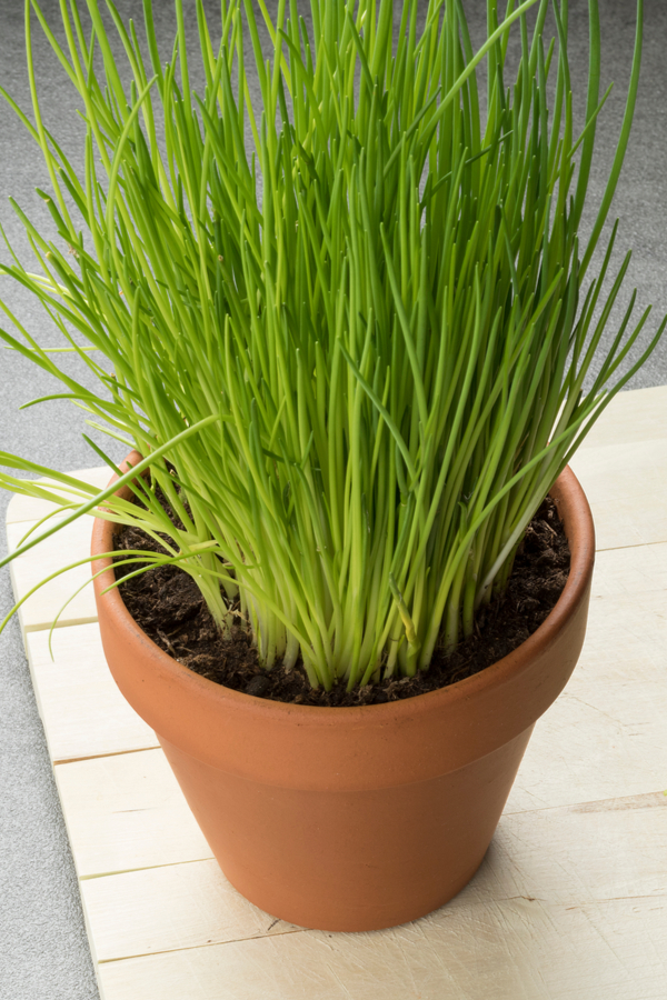 A terracotta pot full of growing chives. It's always nice to grow herbs indoors
