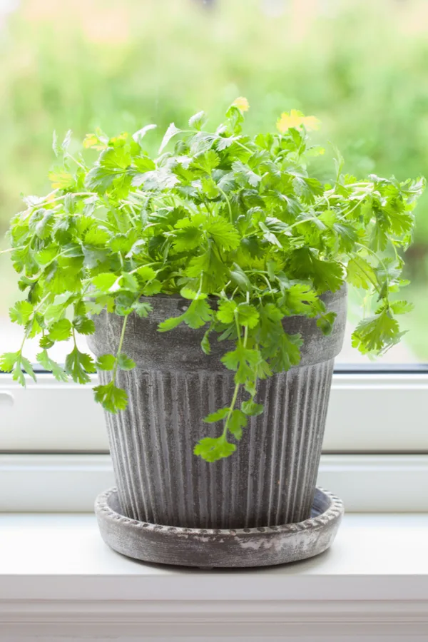 Bringing your plants inside during the cold winter months is a great way to garden indoors. 