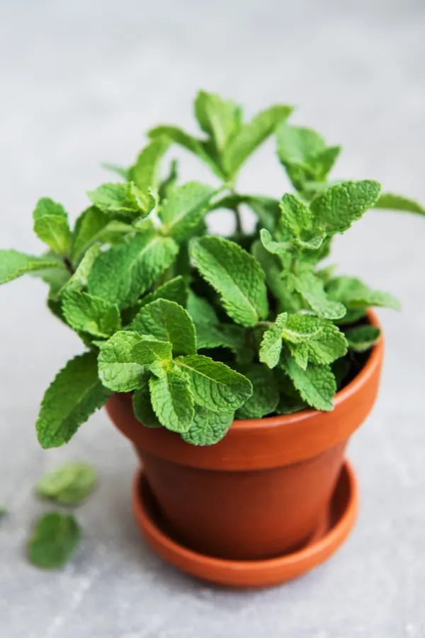 a potted container of mint growing indoors. 
