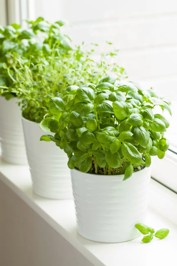 How To Grow Herbs Indoors 8 Amazing Herbs For Year Round Flavor