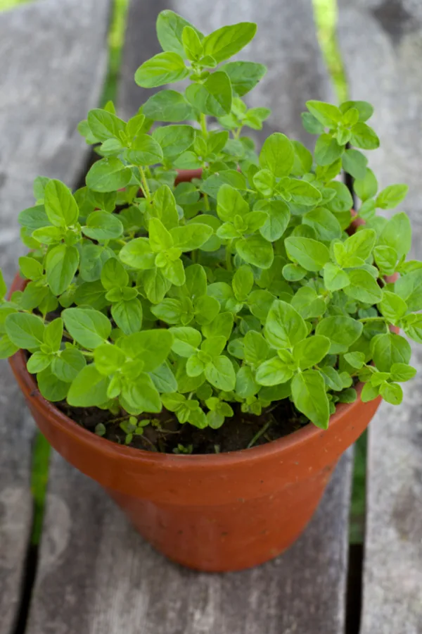 You can overwinter your herbs by bringing them indoors during the cold winter months. 