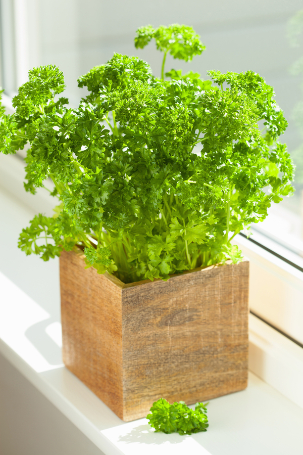 Parsley growing in a beautiful, wooden box. 