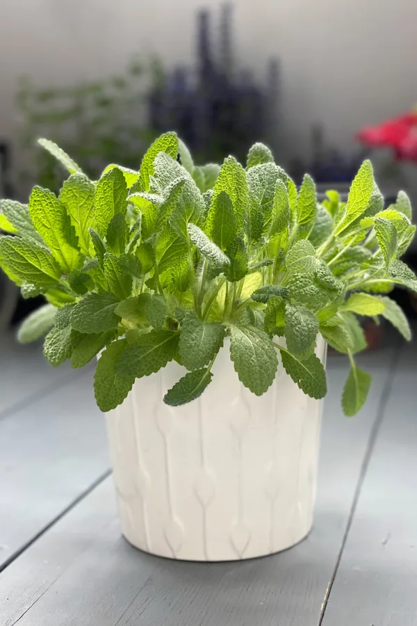 Sage is one of the eight great herbs to grow indoors