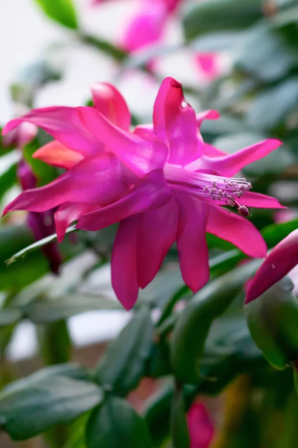 A Christmas cactus's bloom, closeup and pink.