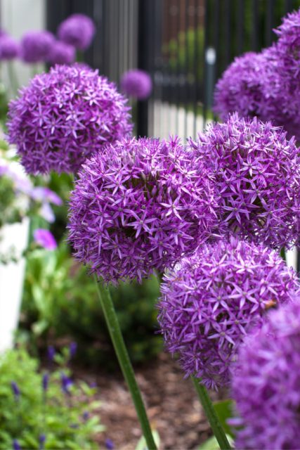 The Best Deer Resistant Perennials - 7 Plants Deer Leave Alone!