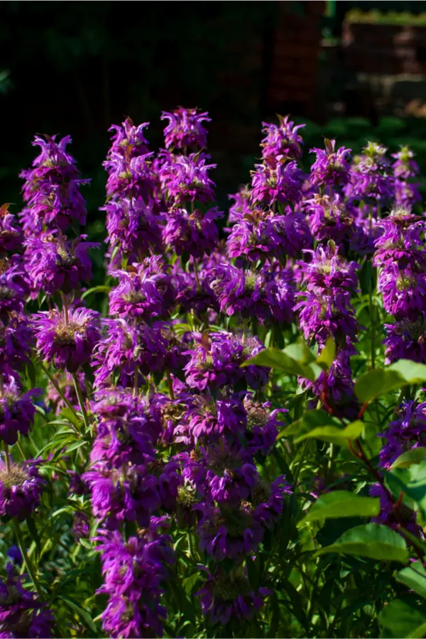 bee balm