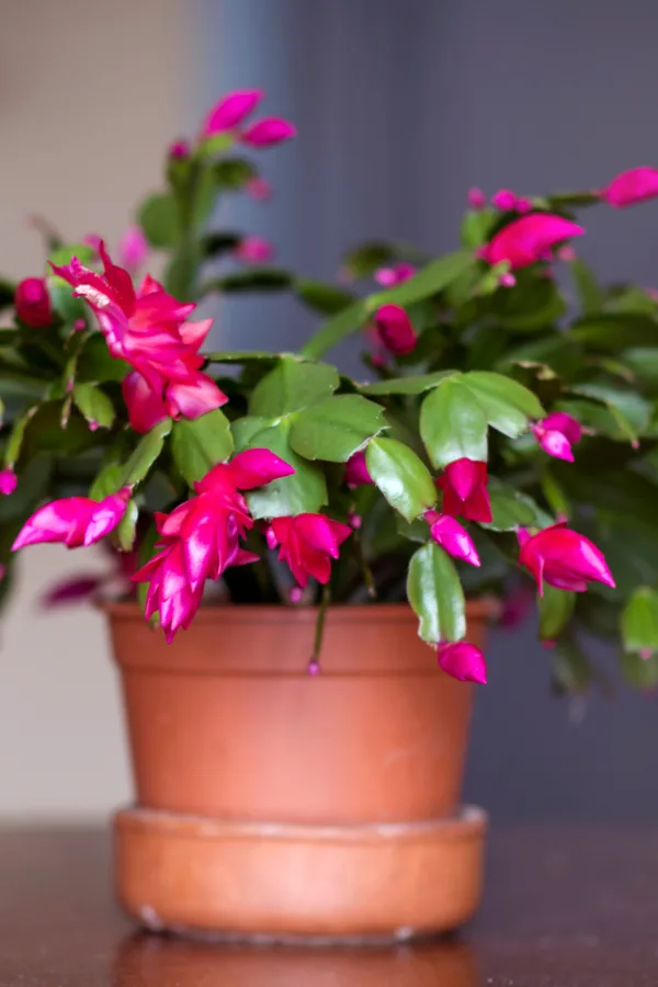 christmas pots for cactus flower