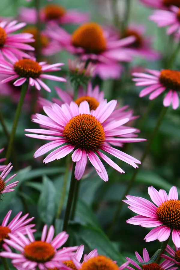 Coneflower