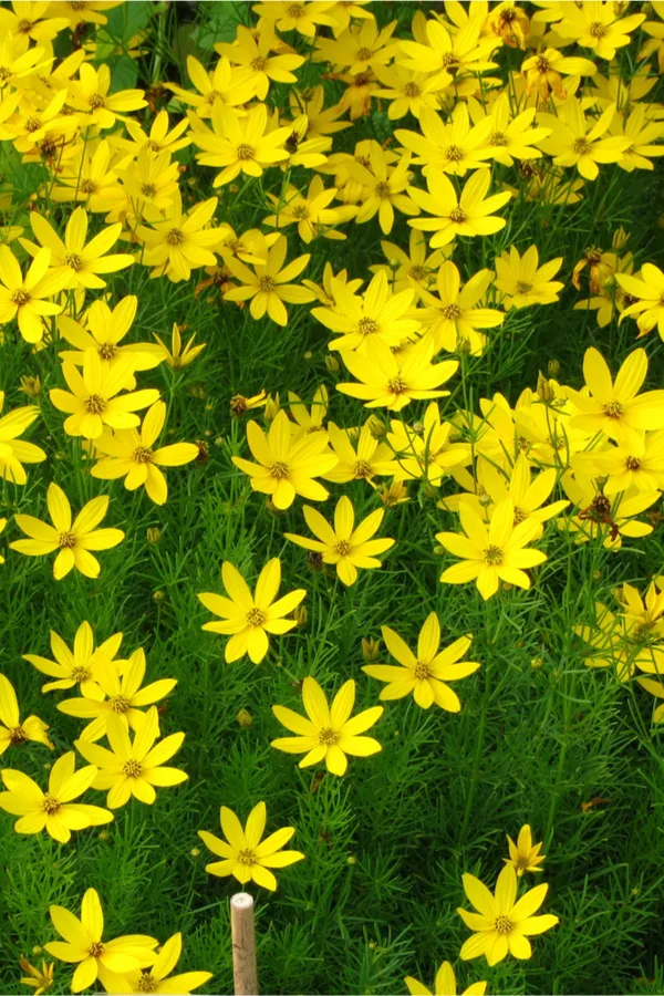 coreopsis