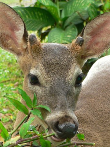 deer resistant perennial plants