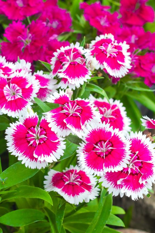 7 Great Deer Resistant Perennial Plants How To Keep Deer Away!