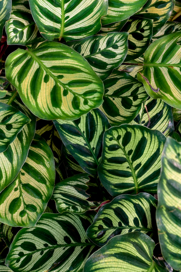 dark and light green pattern on the peacock plant's leaves