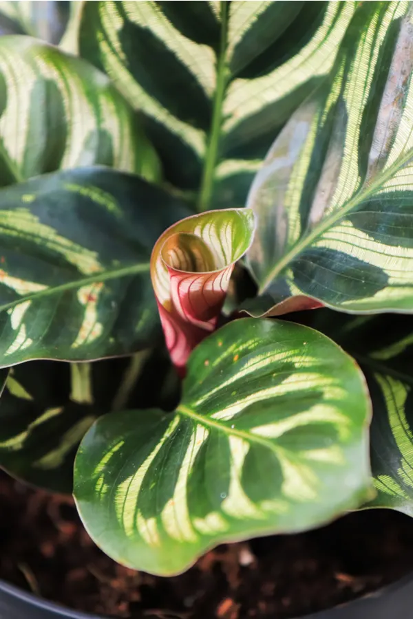 As a new peacock plant leaf grows, it will unroll.