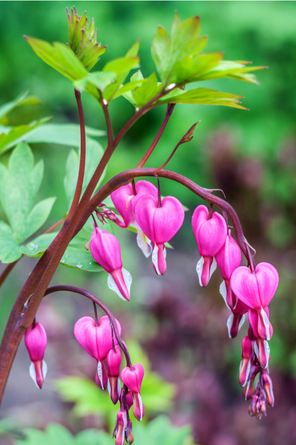 The heart-shaped drop down blooms of a bleeding heart plant make this a stunning perennial to grow in the shade. 