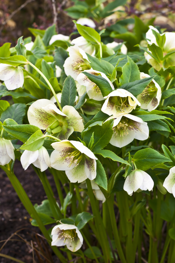Hellebore are a perfect flowering perennial to grow in the shade