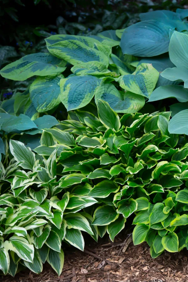 Several different varieties of perennial hosta plants growing in the shade