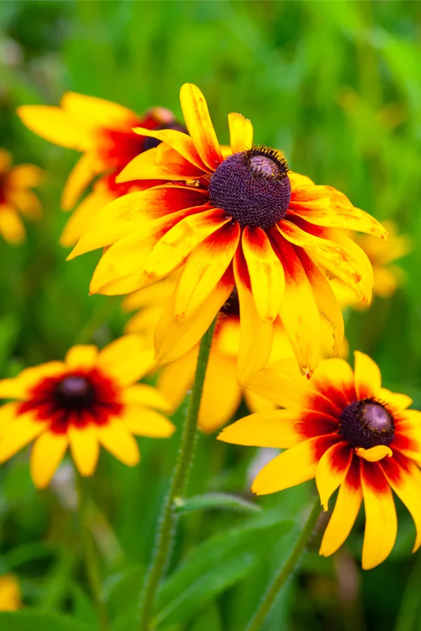 rudbeckia - deer resistant perennial plant