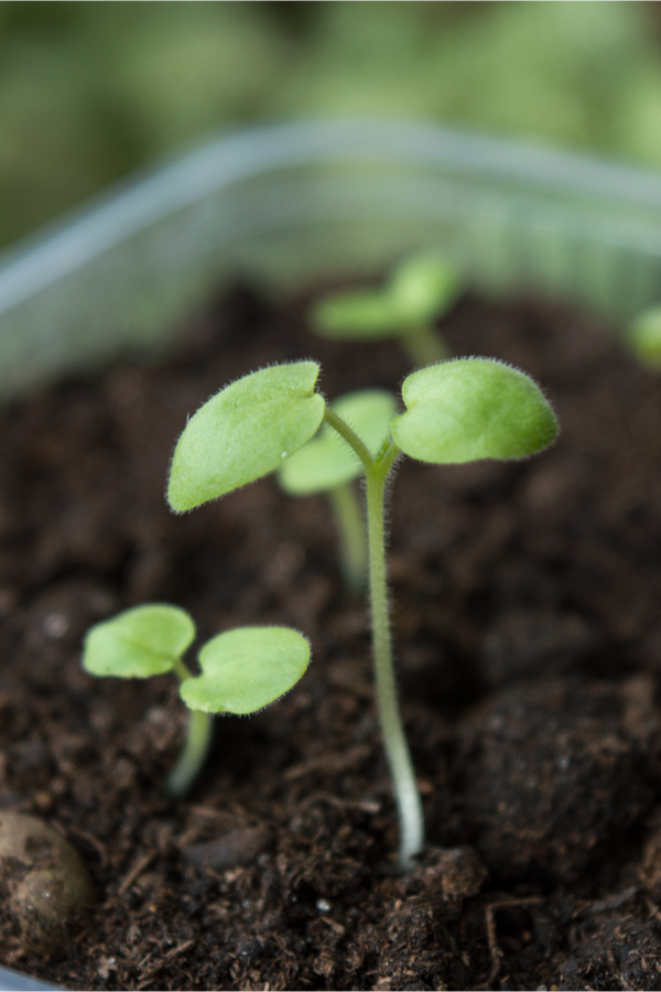 starting seeds in the early spring