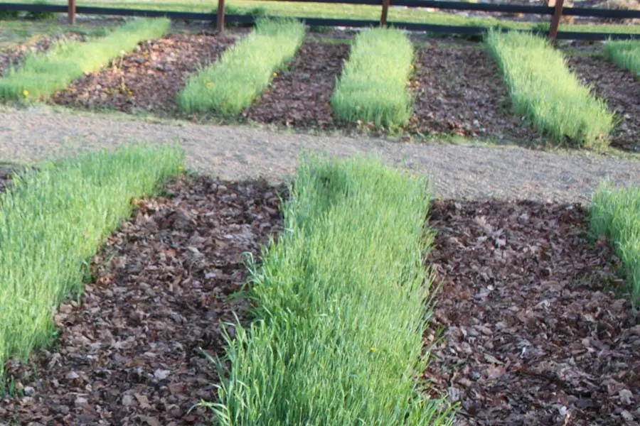 cover crop