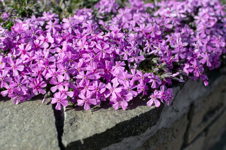 The Beauty Of Creeping Phlox - How To Plant & Maintain Creeping Phlox!