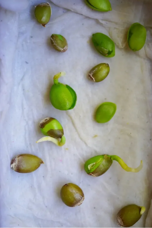 Use damp paper towels to see if your extra saved seeds still have vitality or not. 