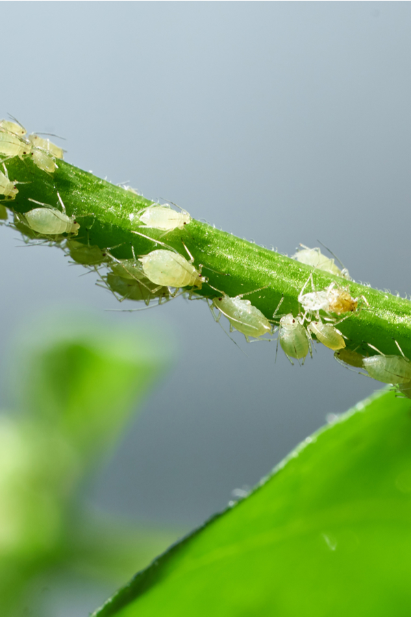 Use natural methods to keep aphids off of your houseplants before they become a serious infestation. 