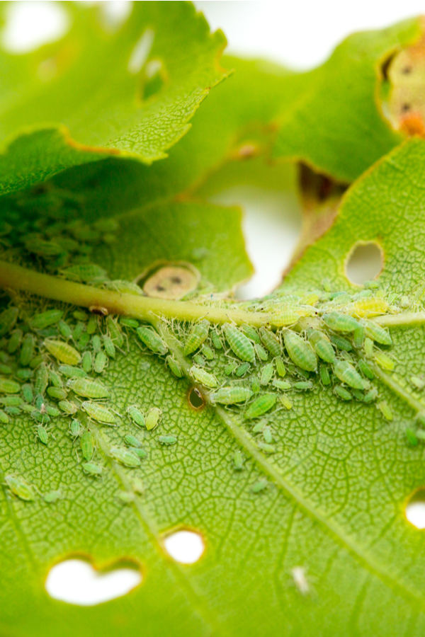 Multiple aphids on a houseplant leaf that has been damaged