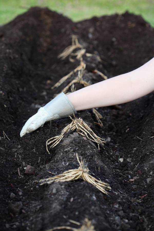 planting trench method - secrets to growing asparagus